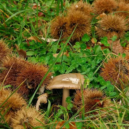 Daire - La Piaggia - Forest View On The Ground Floor 2 Guests